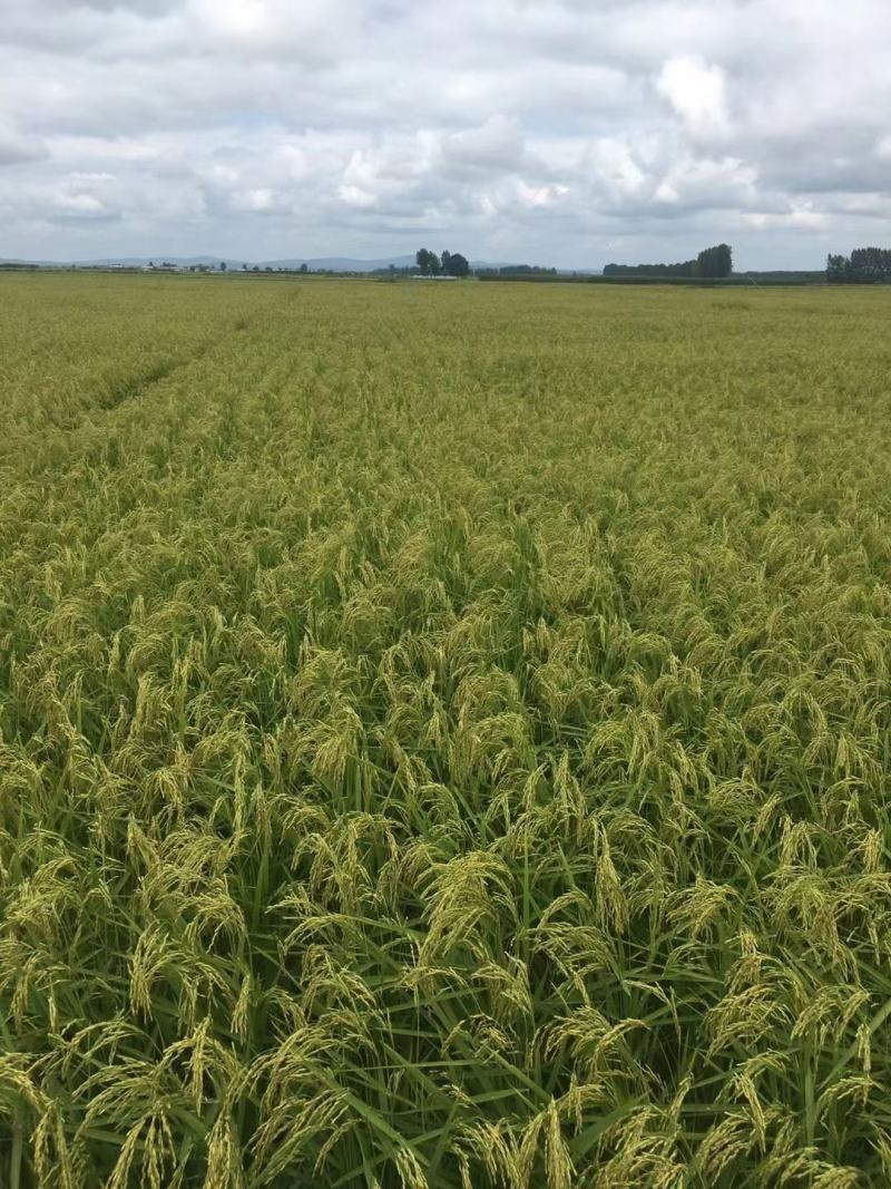 （热卖中）五常大米自家种植 产地直发量大电联