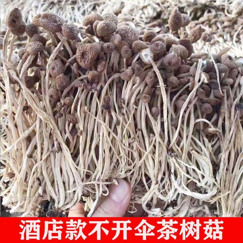 500g福建古田茶树菇茶薪菇冰菇苞产地直销未开伞茶树