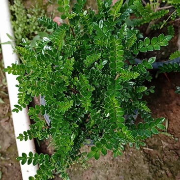 清香木多规格驱蚊观叶植物多年生基地供应诚信经营
