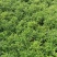 清香木多规格驱蚊观叶植物多年生基地供应诚信经营