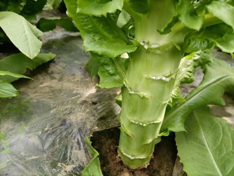天然绿色有机蔬菜