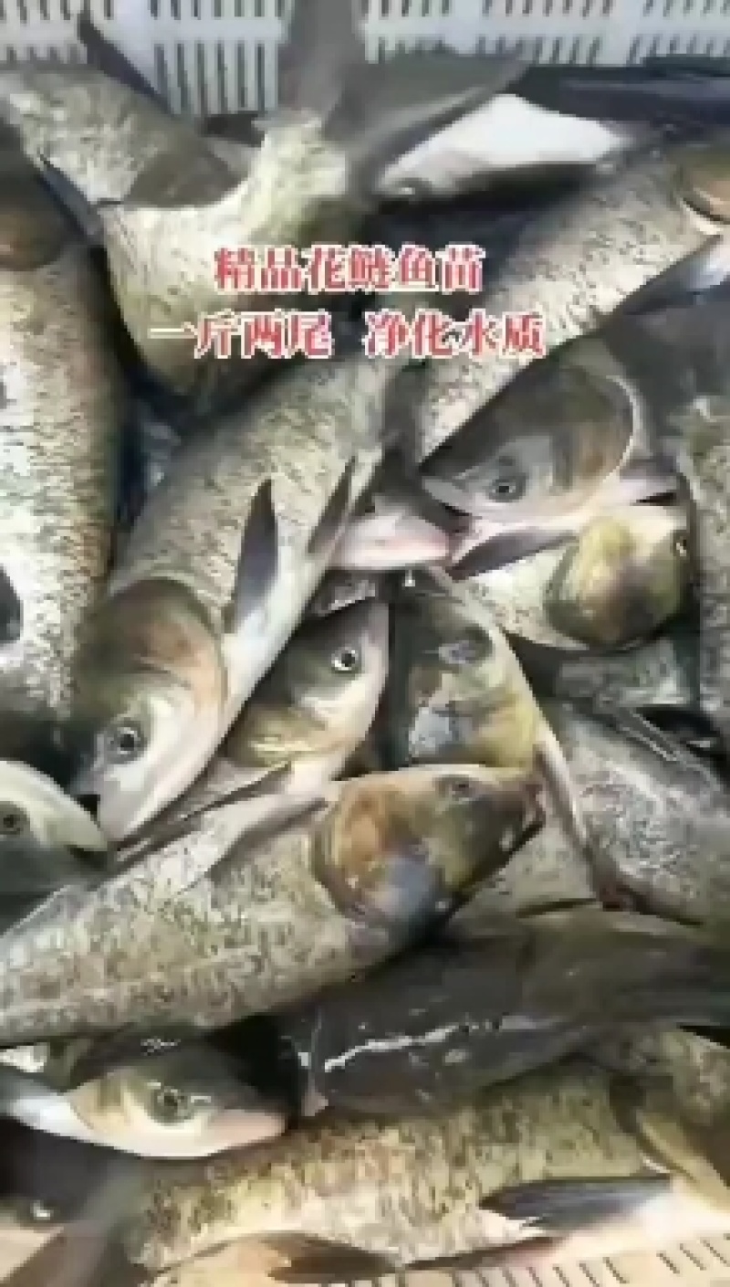 批发花鲢花鲢各种各种规格花鲢苗等花鲢苗