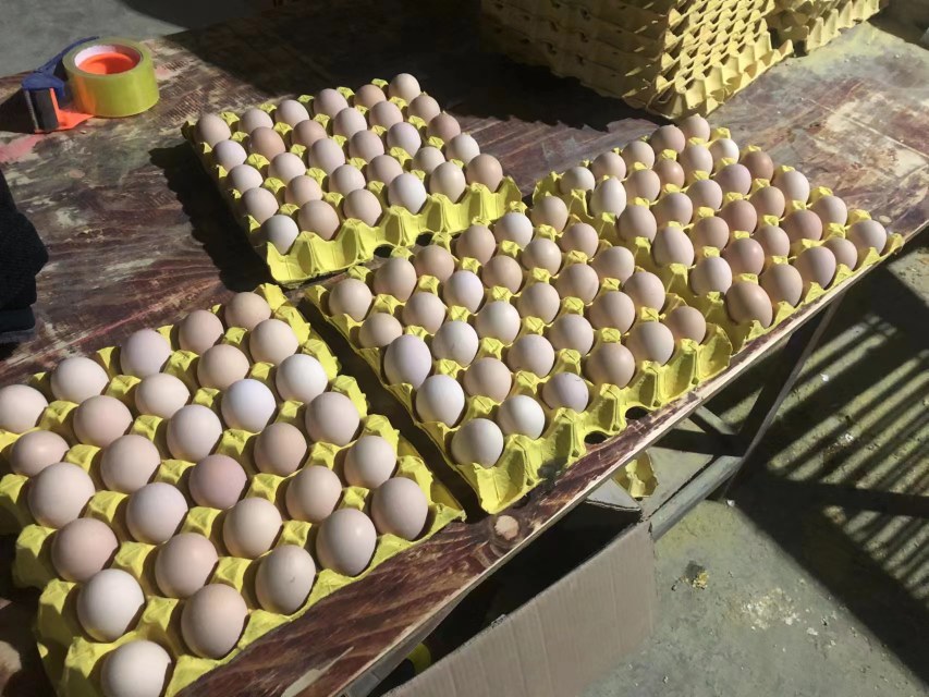 土鸡蛋实物展示