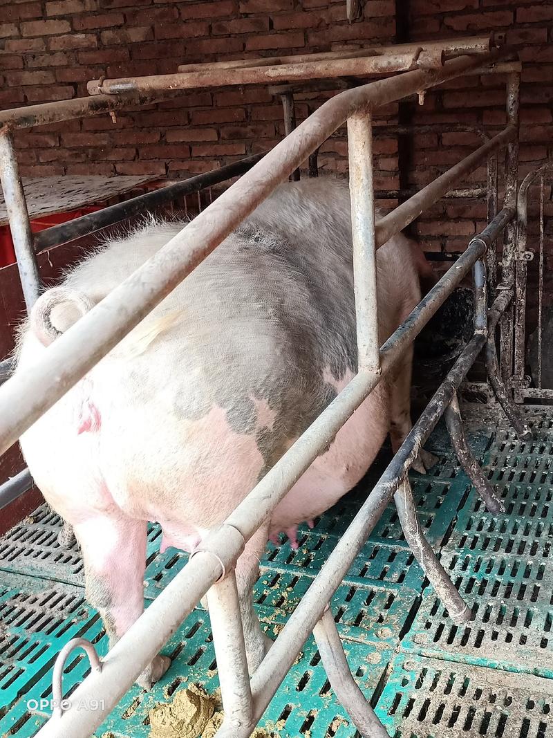 现货，出售一二三胎已配两月均重450斤母猪，高产母性好