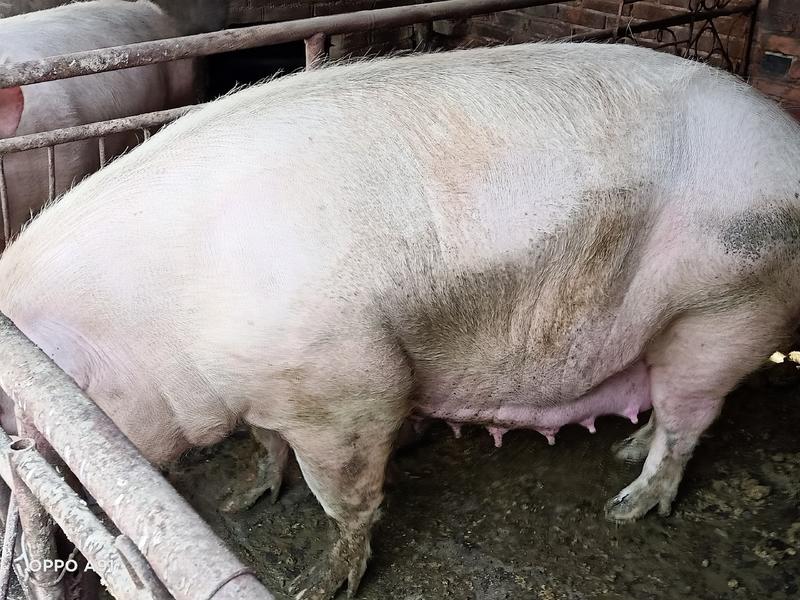 现货，出售一二三胎已配两月均重450斤母猪，高产母性好