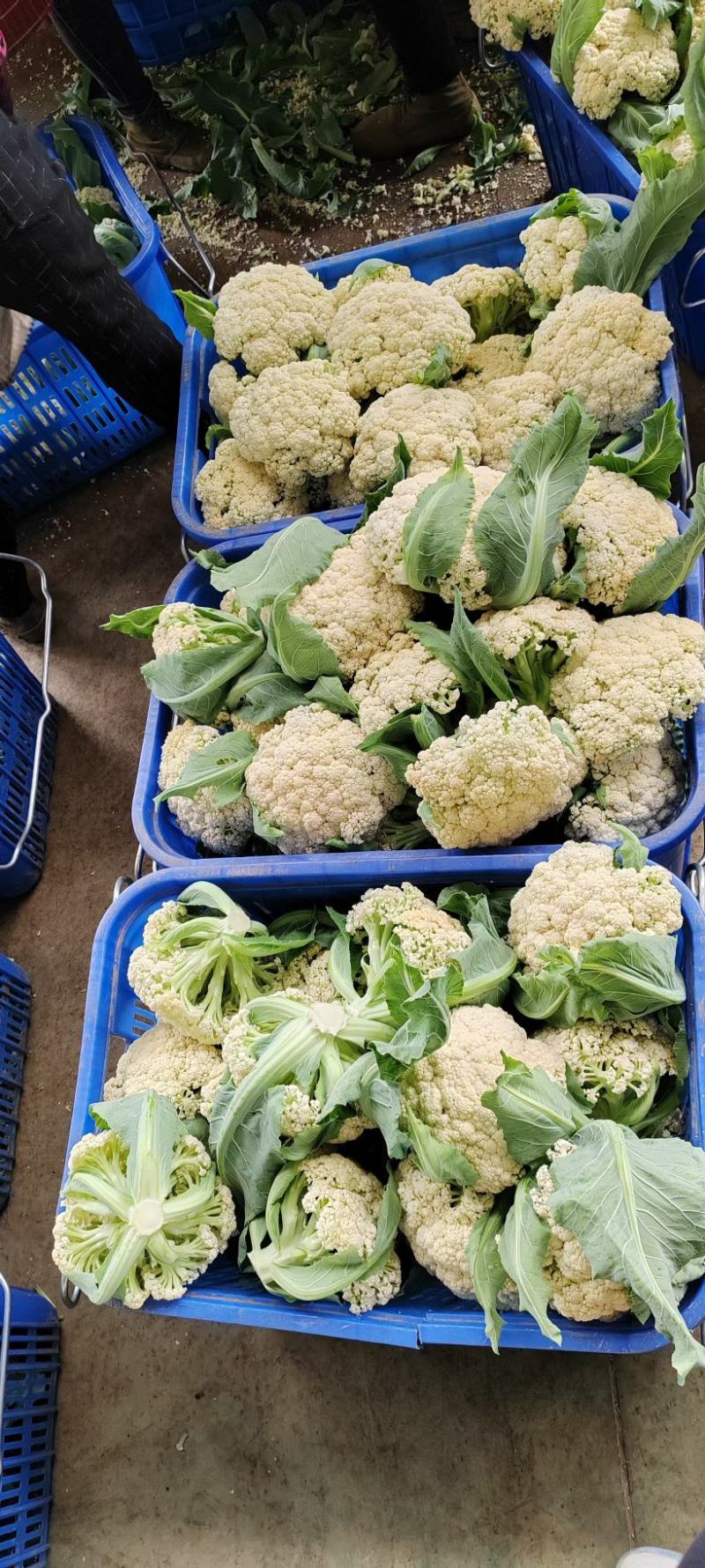 精品松花一百亩左右，质优价廉，有需要的老铁详谈