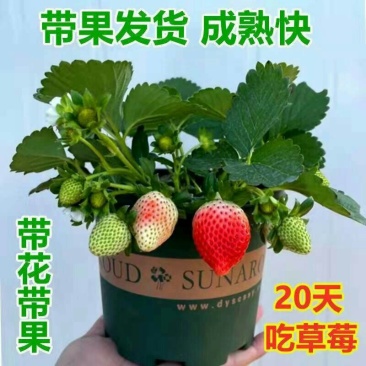 草莓苗带花带果带土带盆奶油草莓四季结果南北方种植室内阳台