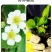 草莓苗带花带果带土带盆奶油草莓四季结果南北方种植室内阳台