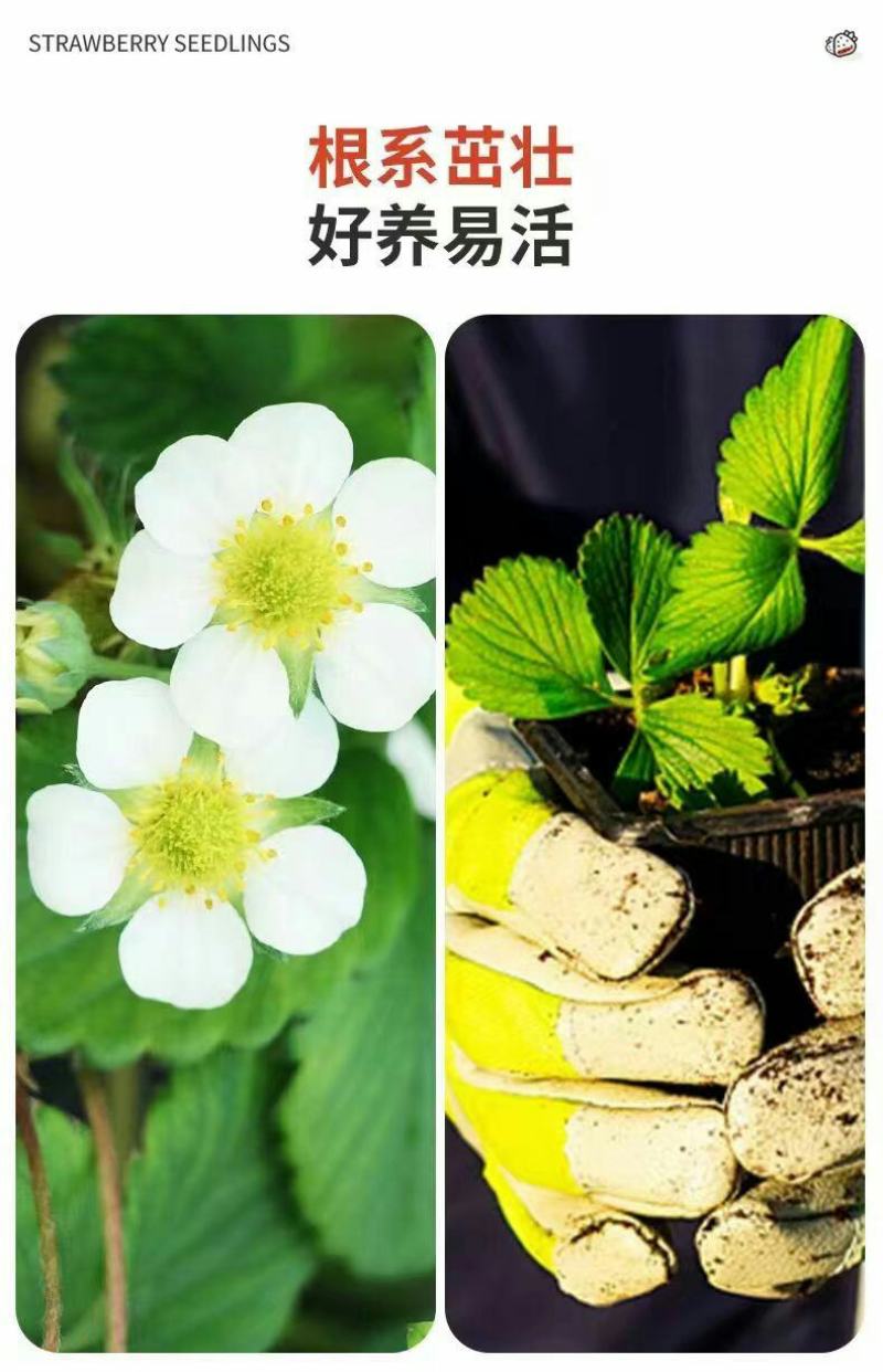 草莓苗带花带果带土带盆奶油草莓四季结果南北方种植室内阳台