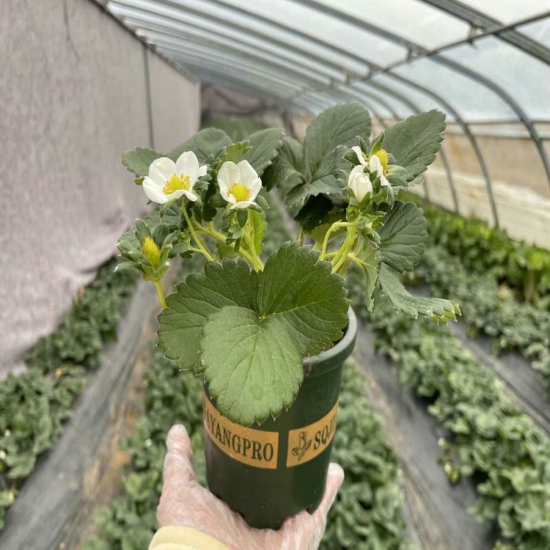 草莓苗带花带果带土带盆奶油草莓四季结果南北方种植室内阳台