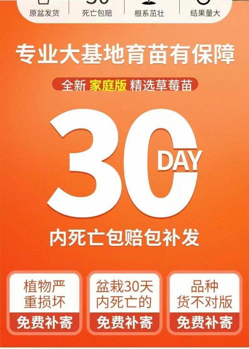 草莓苗带花带果带土带盆奶油草莓四季结果南北方种植室内阳台