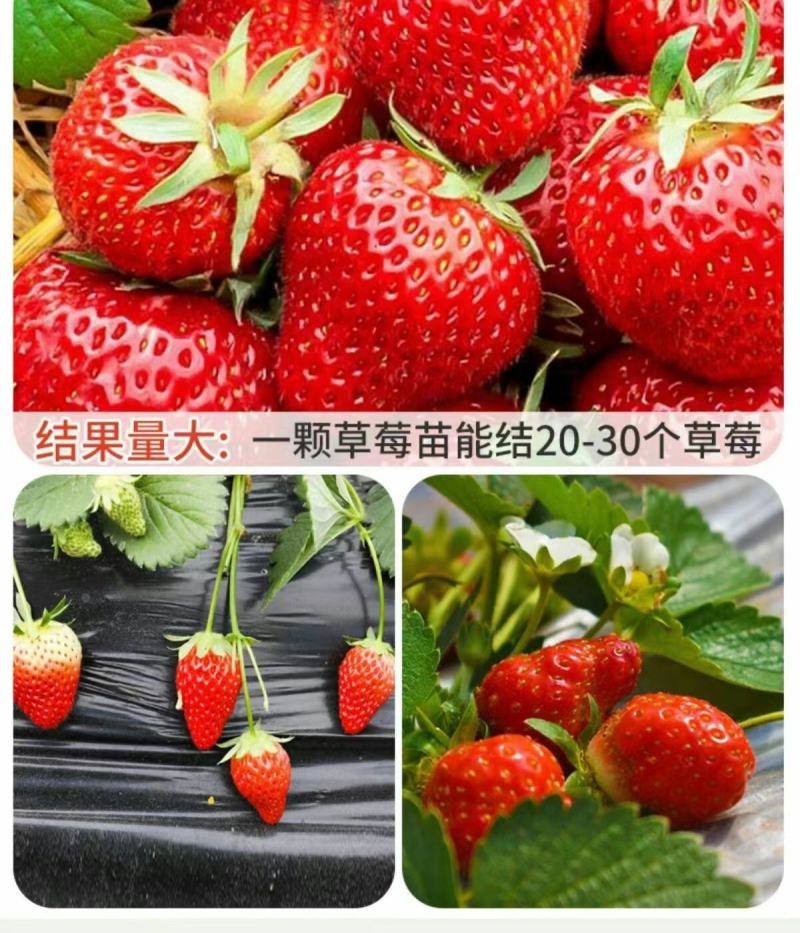 草莓苗带花带果带土带盆奶油草莓四季结果南北方种植室内阳台