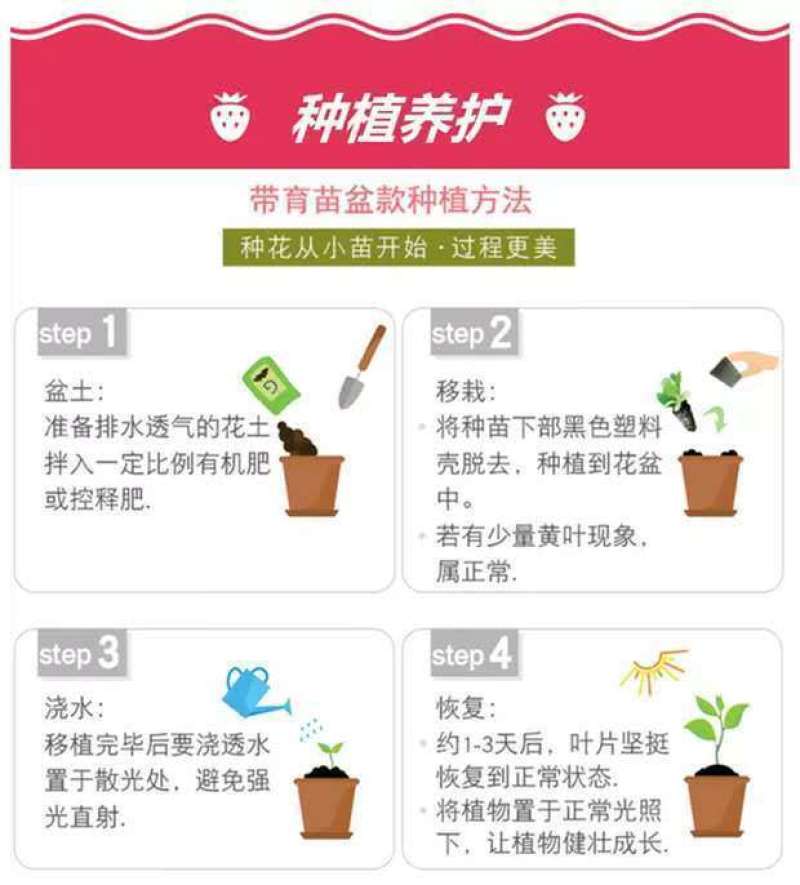 草莓苗带花带果带土带盆奶油草莓四季结果南北方种植室内阳台
