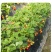 草莓苗带花带果带土带盆奶油草莓四季结果南北方种植室内阳台