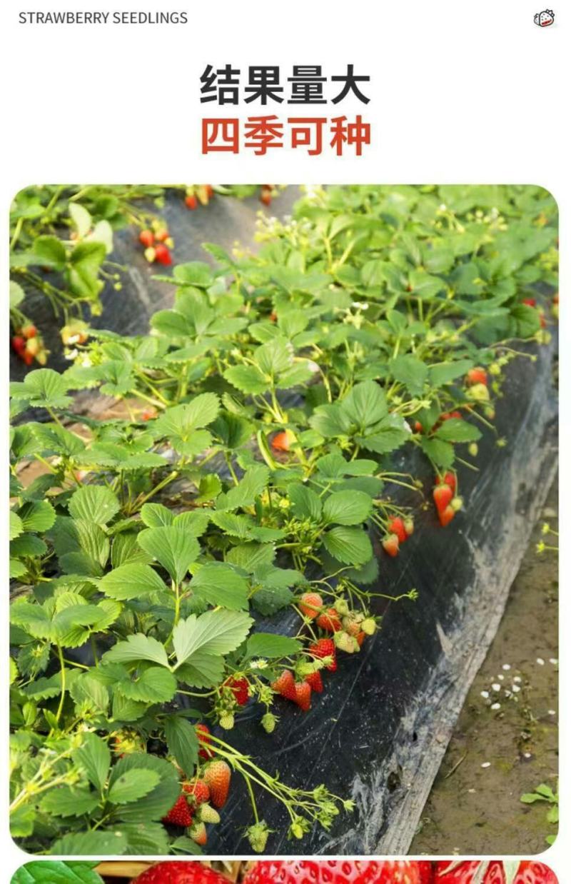 草莓苗带花带果带土带盆奶油草莓四季结果南北方种植室内阳台