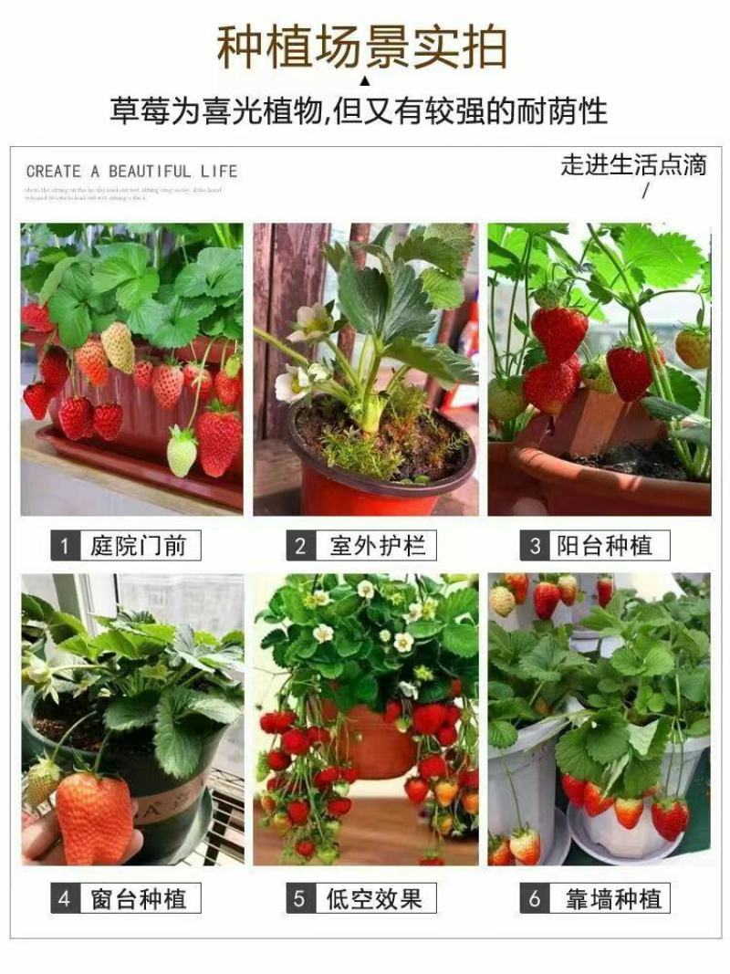 草莓苗带花带果带土带盆奶油草莓四季结果南北方种植室内阳台
