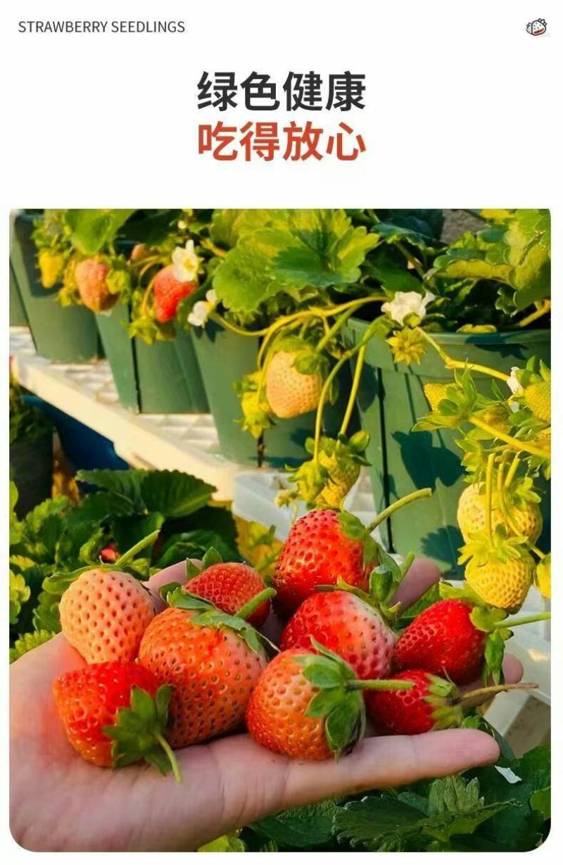 草莓苗带花带果带土带盆奶油草莓四季结果南北方种植室内阳台