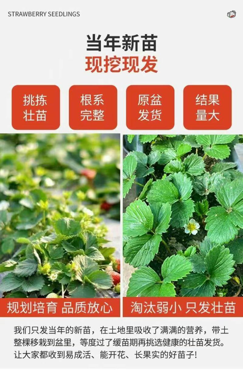 草莓苗带花带果带土带盆奶油草莓四季结果南北方种植室内阳台