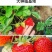 草莓苗带花带果带土带盆奶油草莓四季结果南北方种植室内阳台