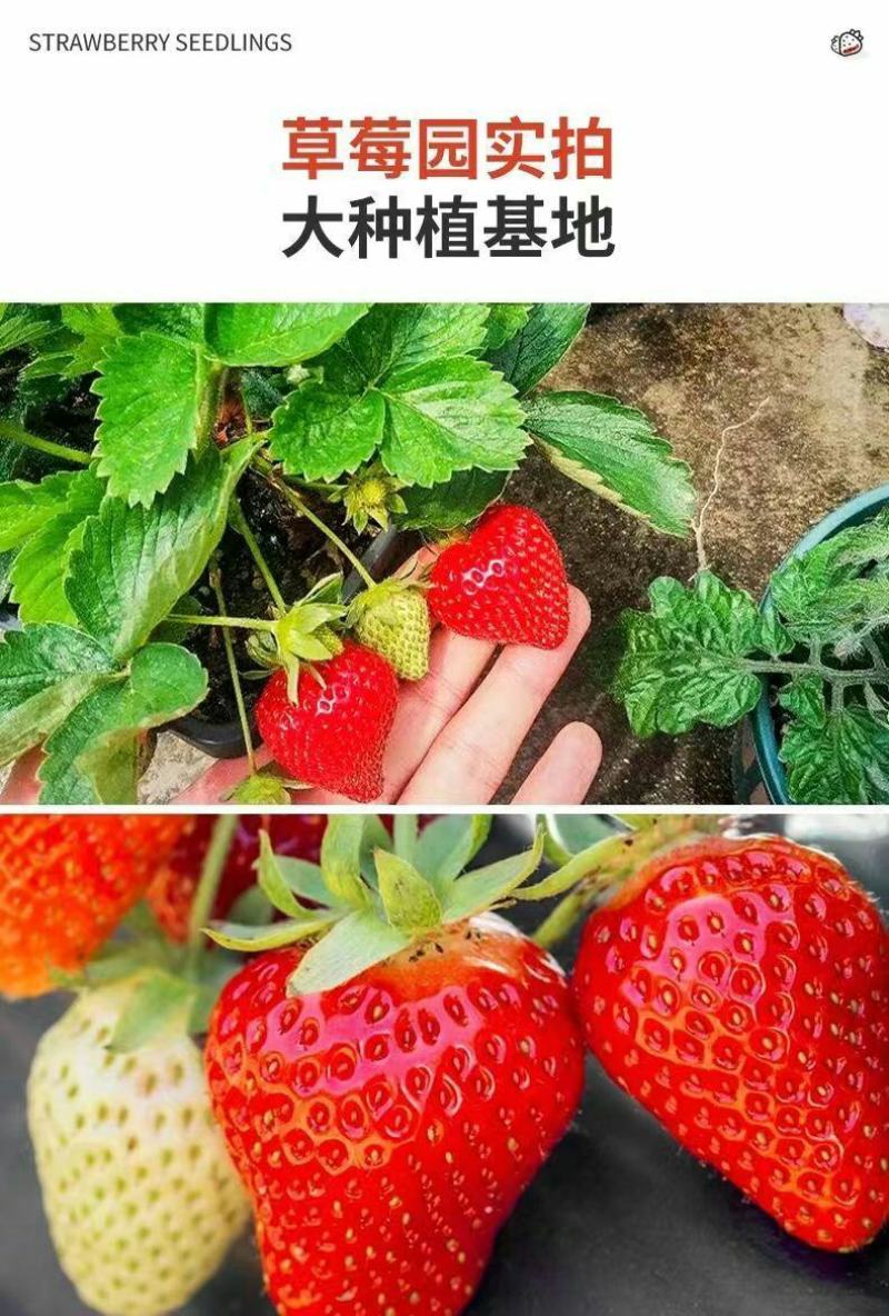 草莓苗带花带果带土带盆奶油草莓四季结果南北方种植室内阳台