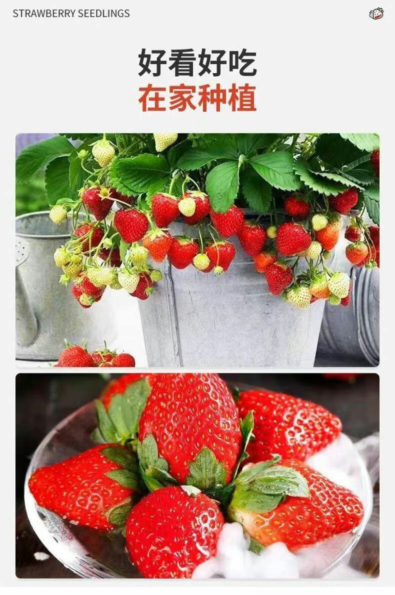 草莓苗带花带果带土带盆奶油草莓四季结果南北方种植室内阳台