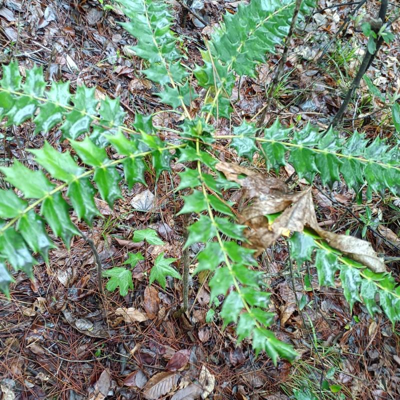 土黄柏苗