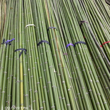 蔬菜竹杆菜架竹支撑杆豆角架黄瓜架冬瓜架西红柿架杆