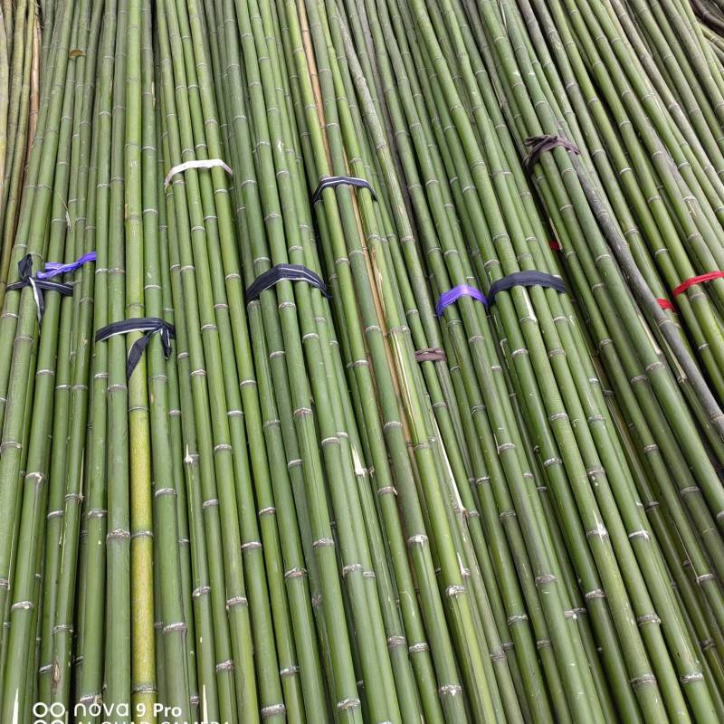 蔬菜竹杆菜架竹支撑杆豆角架黄瓜架冬瓜架西红柿架杆