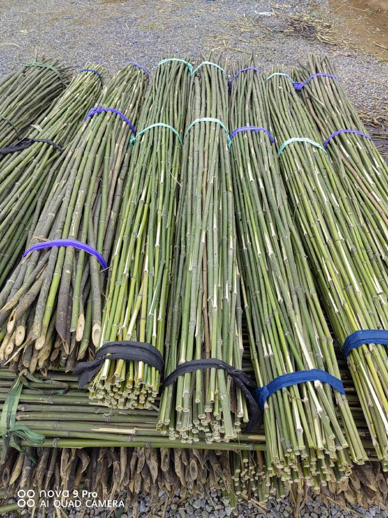 蔬菜竹杆菜架竹支撑杆豆角架黄瓜架冬瓜架西红柿架杆