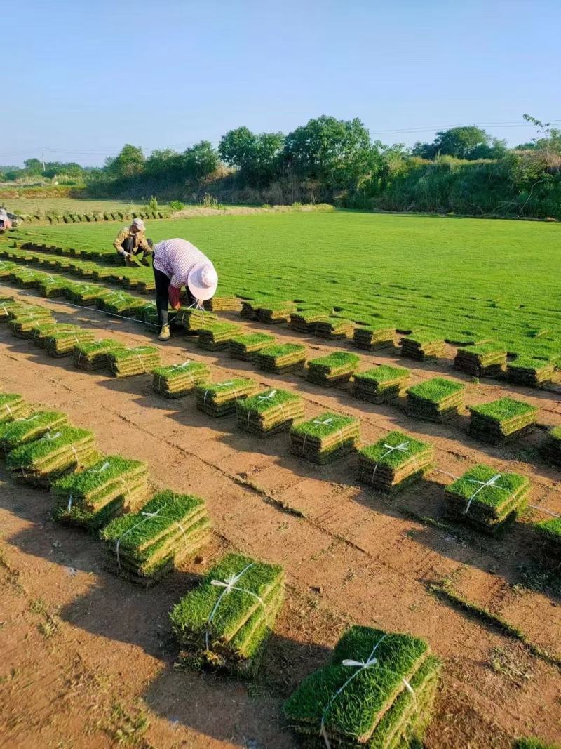 草坪是地球的华丽外衣春夏秋冬季节的品种齐全