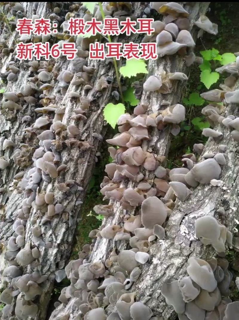 木耳菌种毛木耳菌种黑木耳菌种木耳椴木菌种
