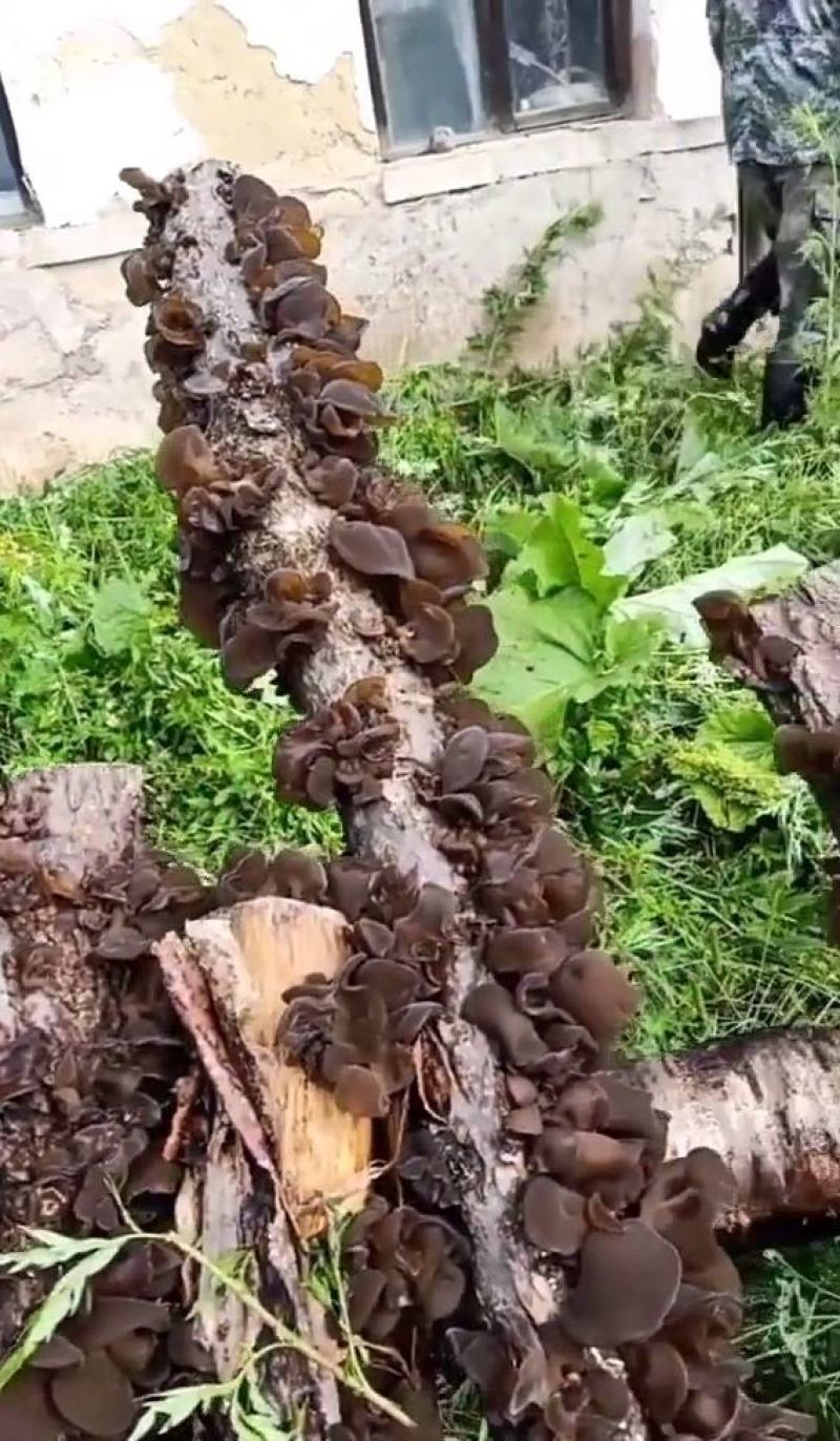 木耳菌种毛木耳菌种黑木耳菌种木耳椴木菌种