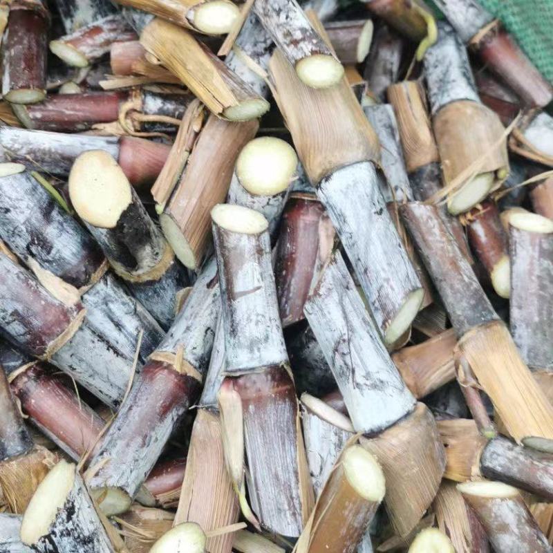 巴西高产红象草芽节牧草原料一手货源质量保证欢迎电联