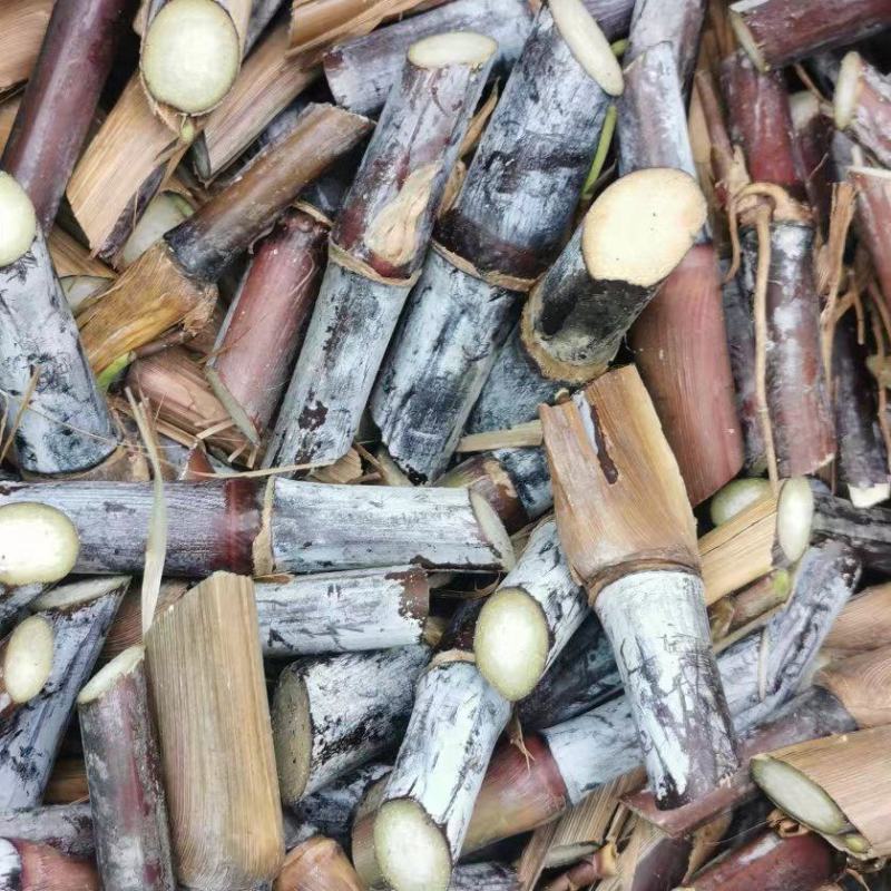 巴西高产红象草芽节牧草原料一手货源质量保证欢迎电联
