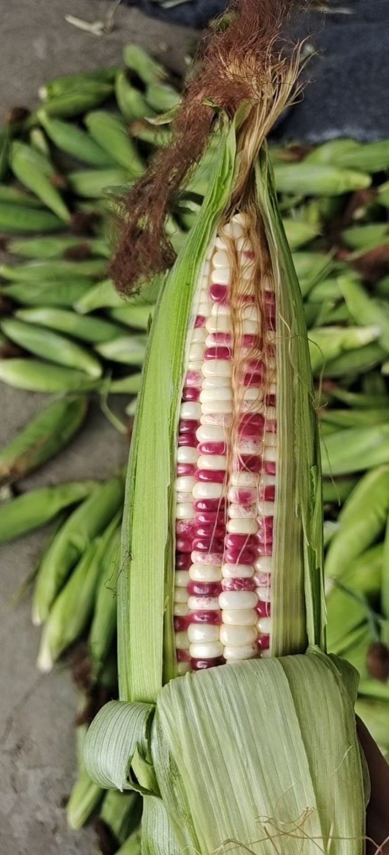 湖北玉米水果玉米🌽纯黄白糯花糯，产地一手货源