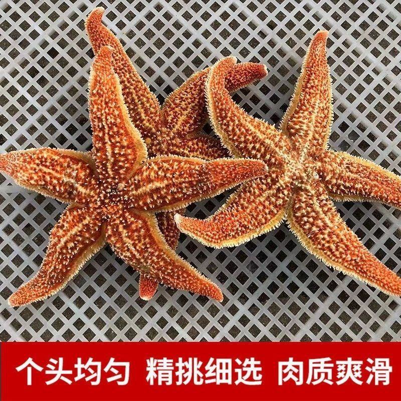 天然海星刺棘海星海五星海盘车熟冻海星有籽有黄煲汤海鲜水产