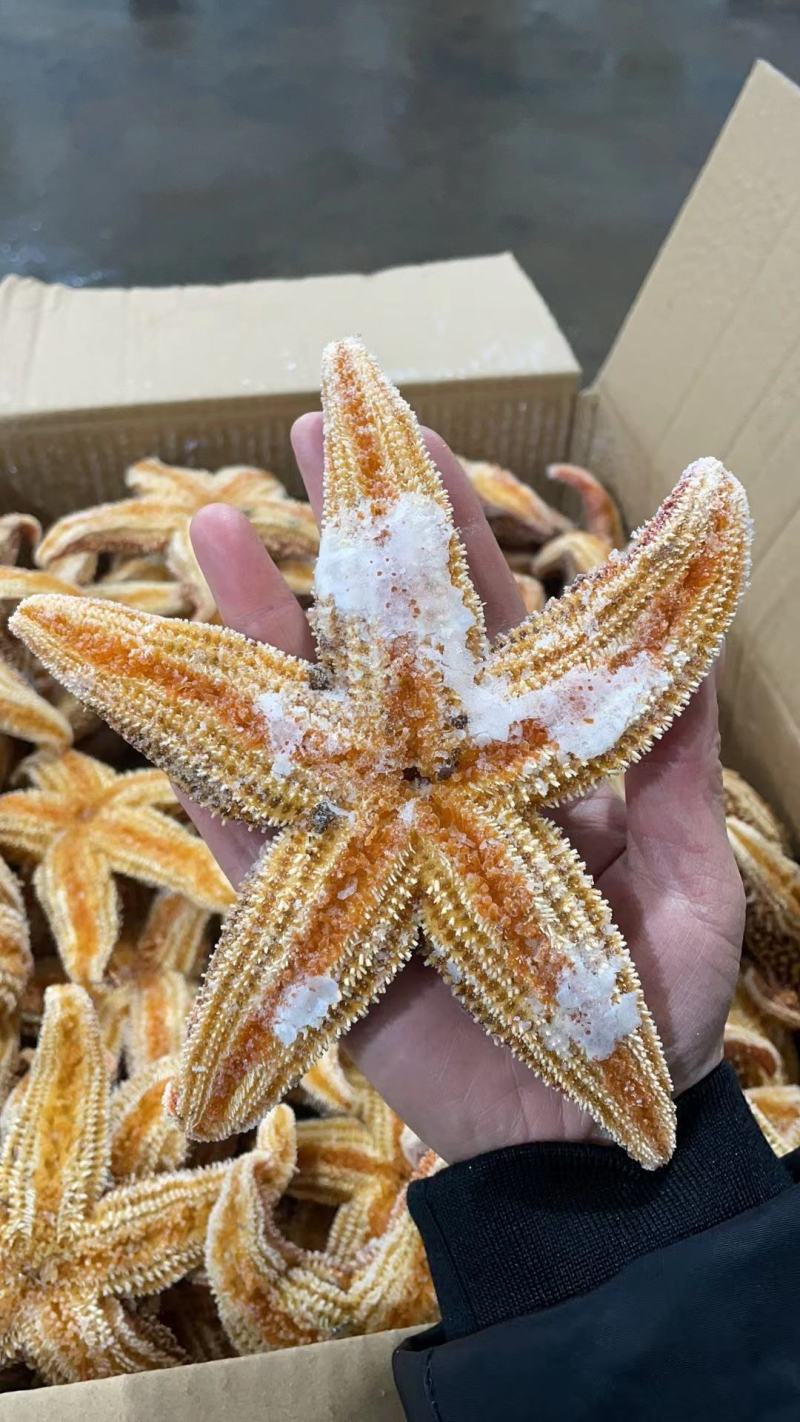 天然海星刺棘海星海五星海盘车熟冻海星有籽有黄煲汤海鲜水产