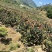 大凉山高山枇杷园，德昌，米易，攀枝花枇杷产业园区