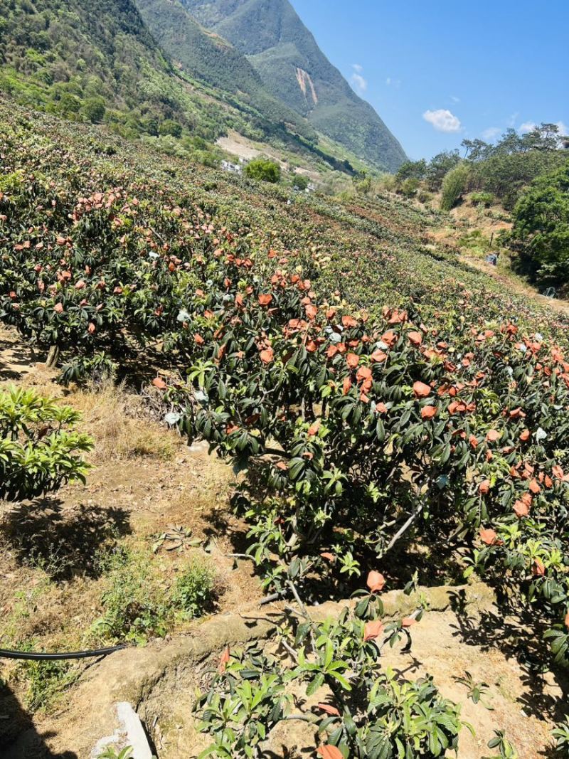 大凉山高山枇杷园，德昌，米易，攀枝花枇杷产业园区