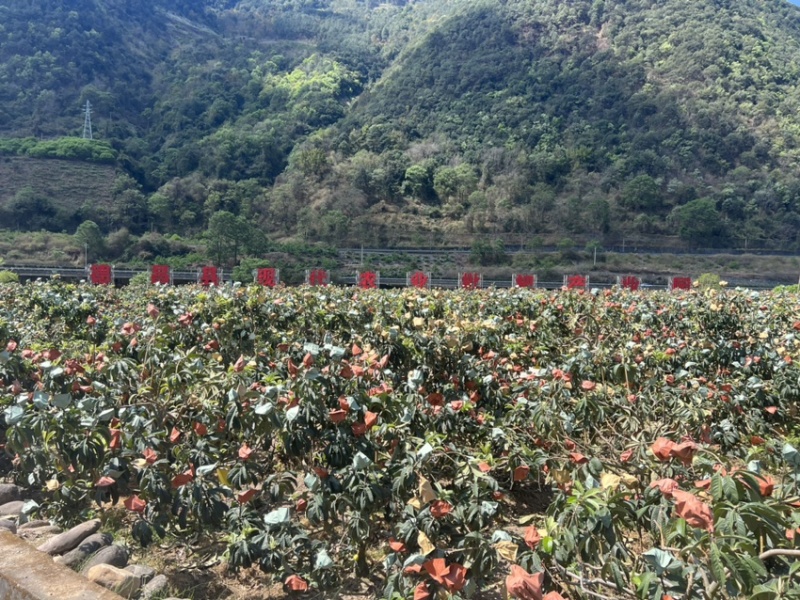 大凉山高山枇杷园，德昌，米易，攀枝花枇杷产业园区