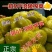 涪陵榨菜，只做批发，涪陵发货，原形原汁原味5～9斤装