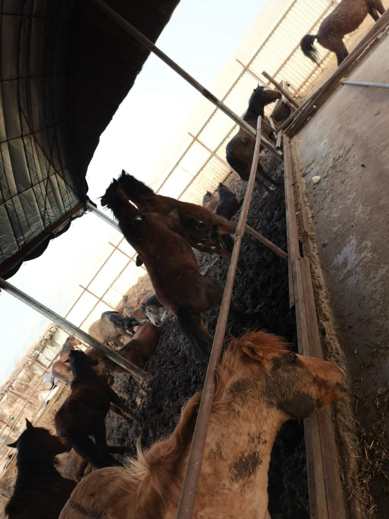 肉马