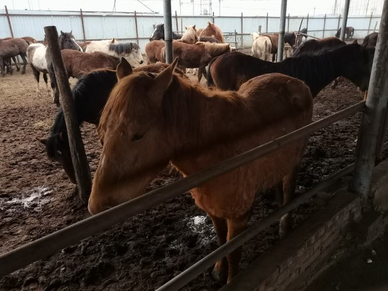 肉马
