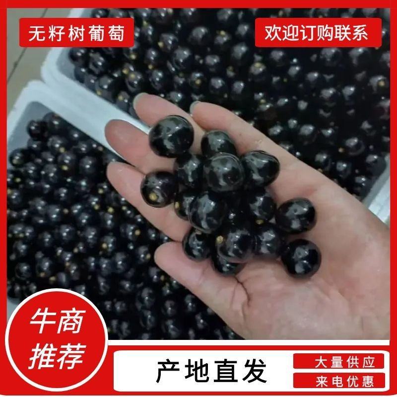 【牛商推荐】静海无籽树葡萄产地现货直发保质保量欢迎订购