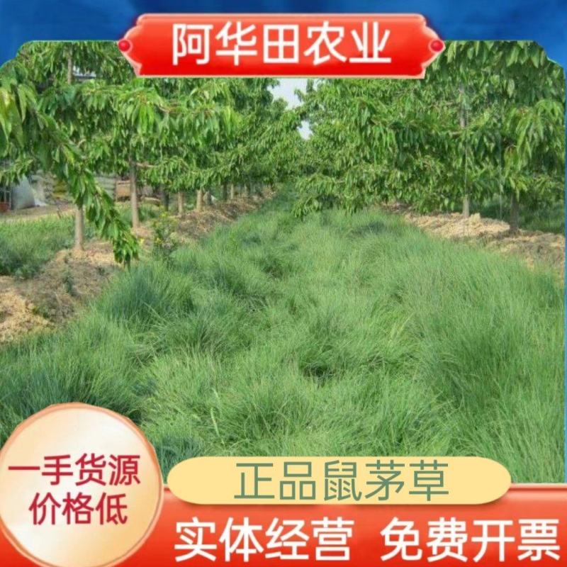 鼠茅草种子果园树林绿肥种子鼠茅草种子正品种子