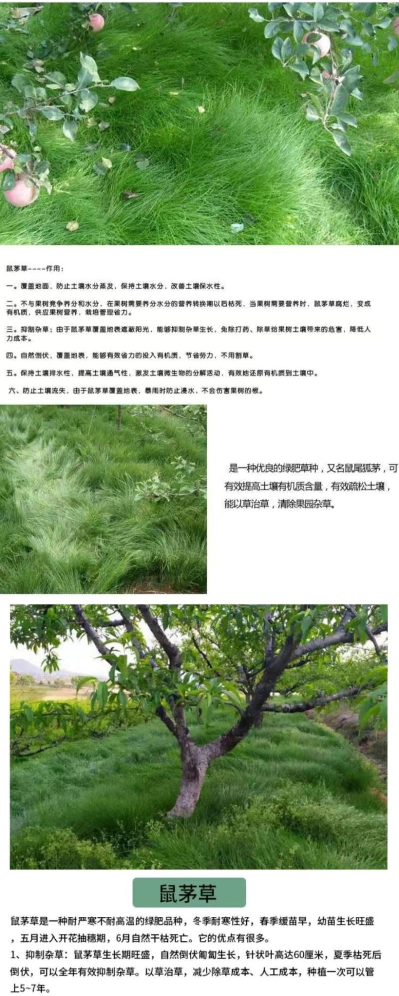 鼠茅草种子果园树林绿肥种子鼠茅草种子正品种子