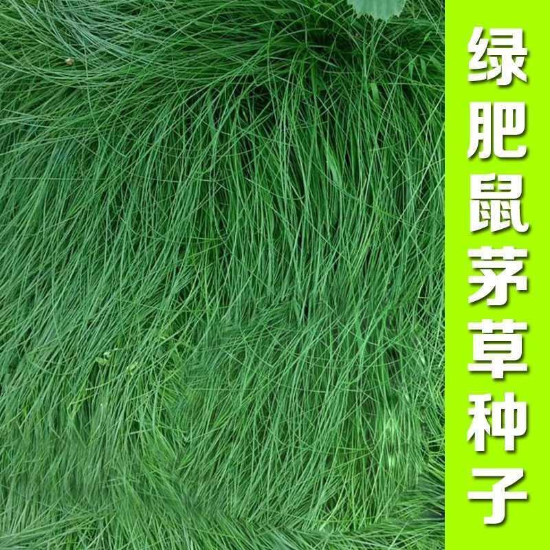 鼠茅草种子果园树林绿肥种子鼠茅草种子正品种子