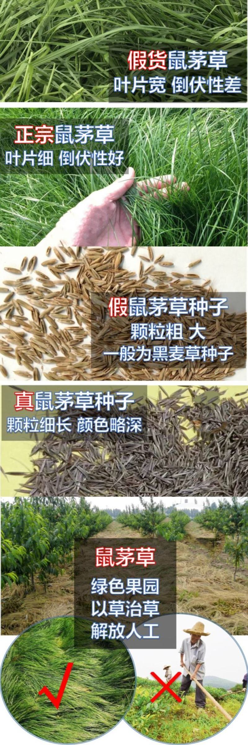 鼠茅草种子果园树林绿肥种子鼠茅草种子正品种子