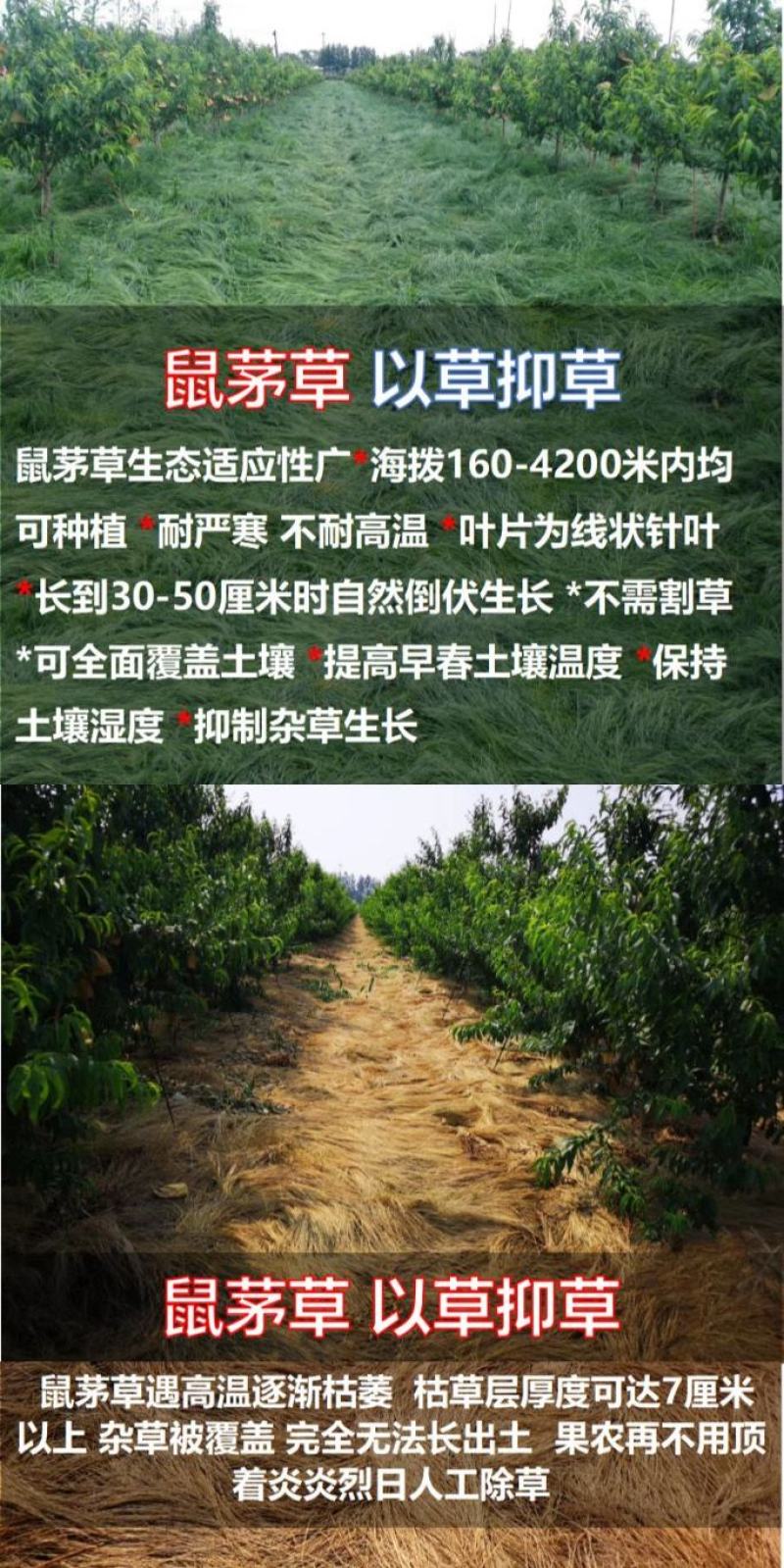 鼠茅草种子果园树林绿肥种子鼠茅草种子正品种子