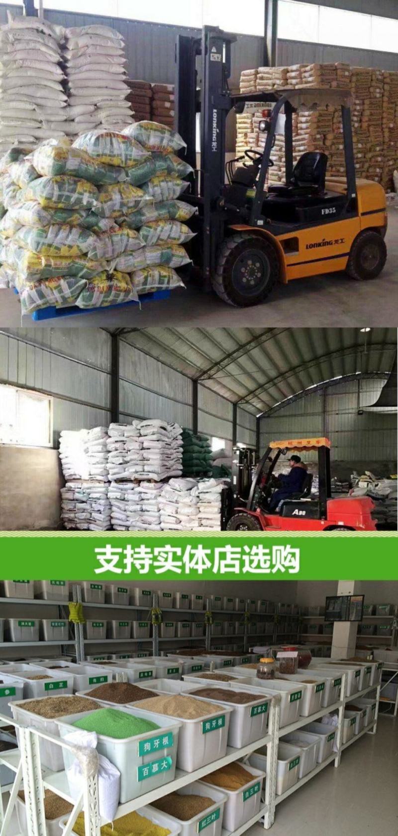 鼠茅草种子果园树林绿肥种子鼠茅草种子正品种子